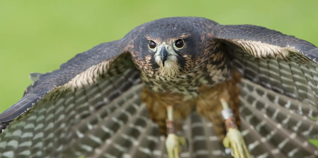 Flight of the Falcon. Credit Ying Chieh Huang.webp