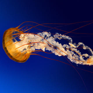 Big Jelly Fish